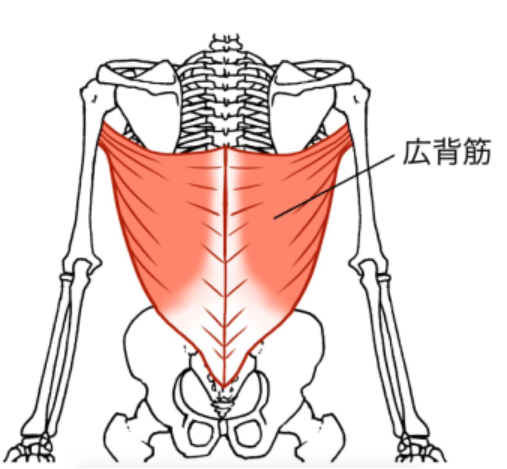 広背筋